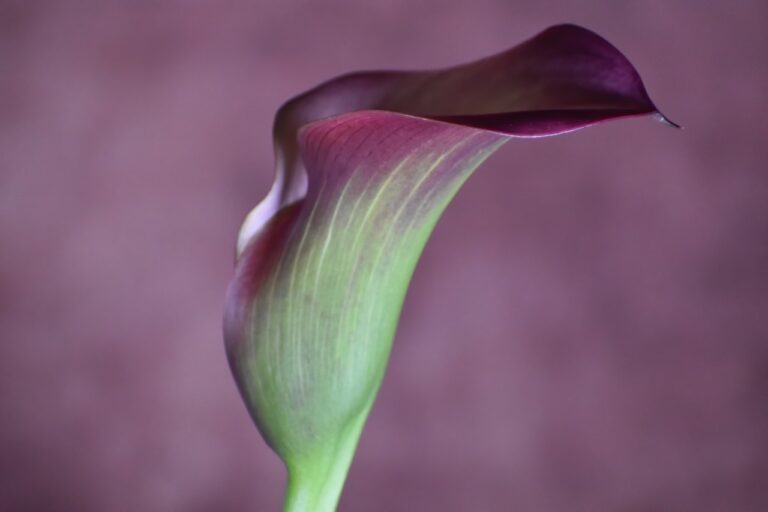 flower, calla lily, flora-7807769.jpg